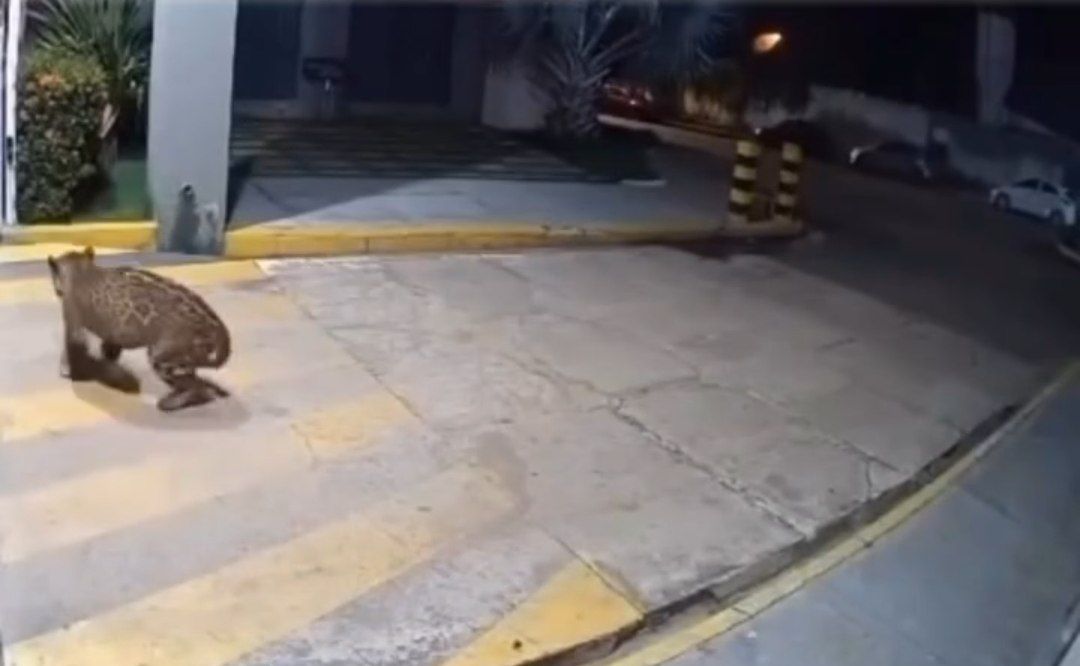 Onça é flagrada em frente a condomínio em Imperatriz