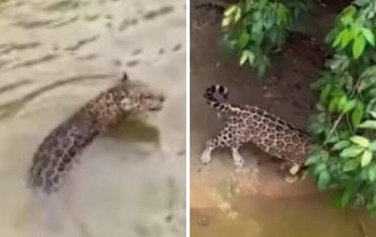 Onça-pintada é avistada em comunidade rural de Santa Luzia (MA) e preocupa criadores de gado